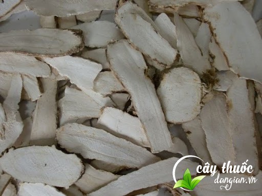 Cách ngâm rượu từ bạch chỉ